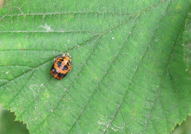 Larva e pupa di Coccinellidae?
